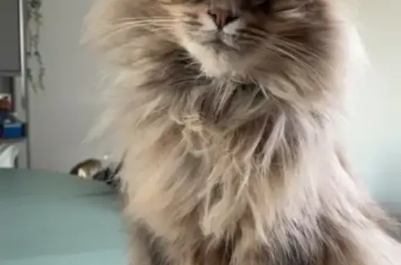 Chat angora gris perdu à Ruillé-Froid-Fonds - photo
