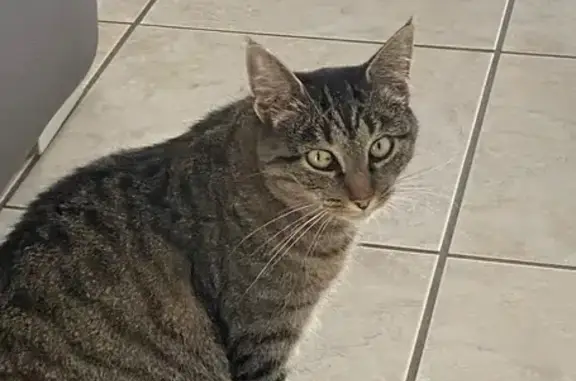 Chatte grise perdue, pucée, Le Palais-sur-Vienne - photo