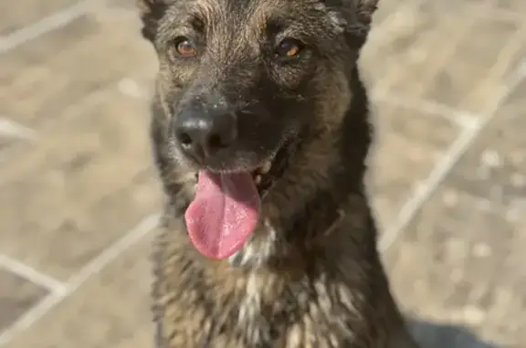 Animaux trouvés Lourmarin, photo: Jeune chienne malinoise trouvée à Lourmarin