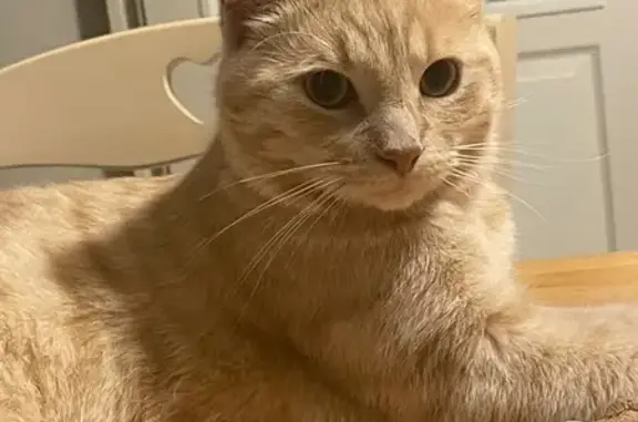 Jeune chat roux perdu à La Gaubretière - photo