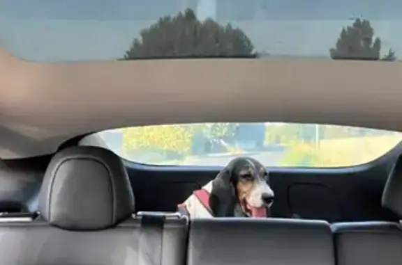 Chienne trouvée à Velleron, sociable mais maigre - photo