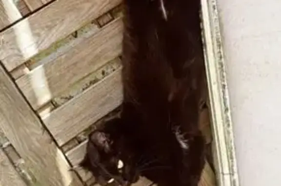 Chatte noire perdue, 6 ans, Bourguébus - photo