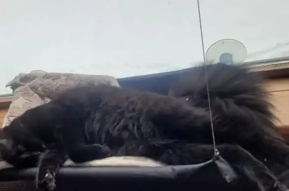 Help Find Thunder: Missing Fluffy Black Cat