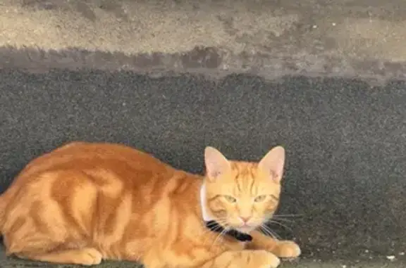 Chat roux perdu près de Grotte Rolland - photo