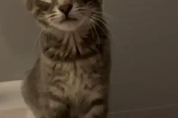 Chat trouvé Chambœuf, photo: Chaton gris trouvé, yeux verts à Chambœuf