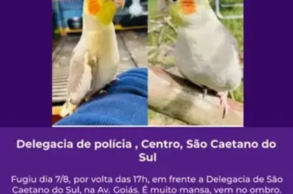 pássaro desaparecida