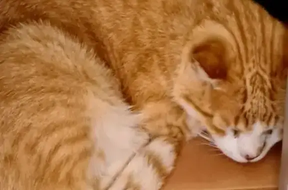 Gatos perdidos, , foto: Gato perdido: Ginger, castrado y asustadizo