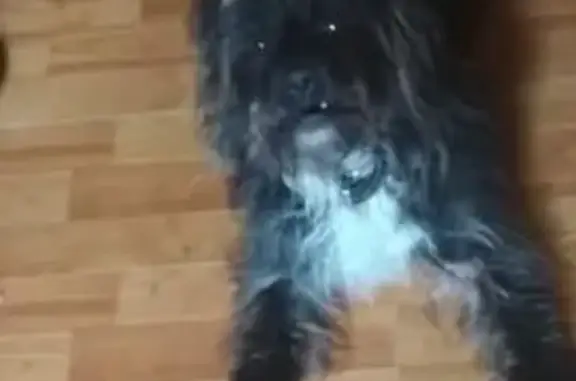 Perro perdido: Negro con franja blanca en Vilanova