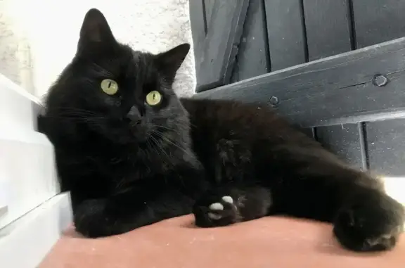Chat perdu, Montauban, photo: Chat noir Marcel perdu à Montauban