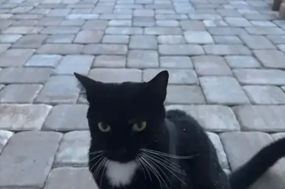 Friendly Declawed Cat Found on...