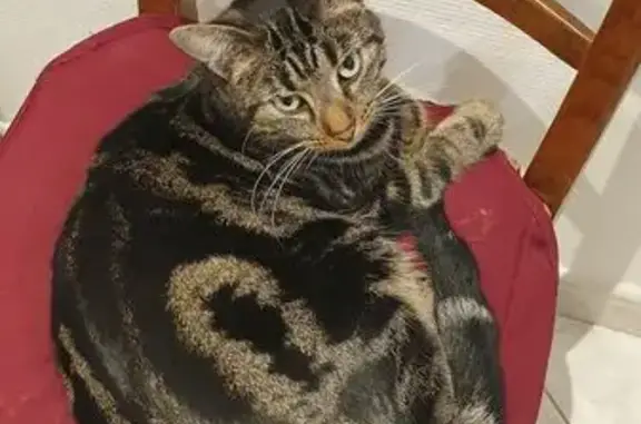 Chat perdu à Fresnois-la-Montagne - photo
