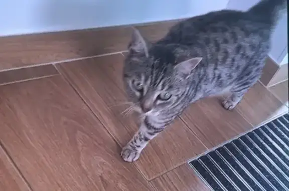 Chat trouvé Laon, photo: Chatte grise trouvée à Laon, quartier Neuville
