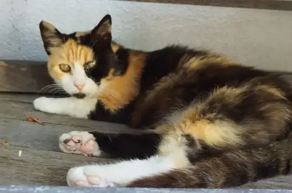 Chat trouvé Montpellier, photo: Chat isabelle trouvé Rue Pauline Ramart