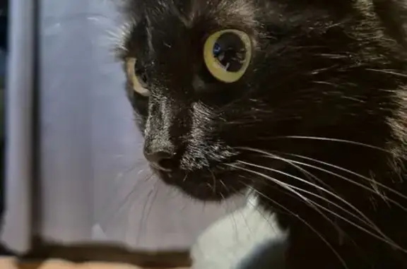 ¡Gato Negro Perdido en Miraverde!