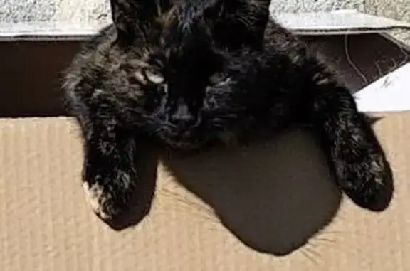 Chatte écaille perdue à Saint-Agnan - photo