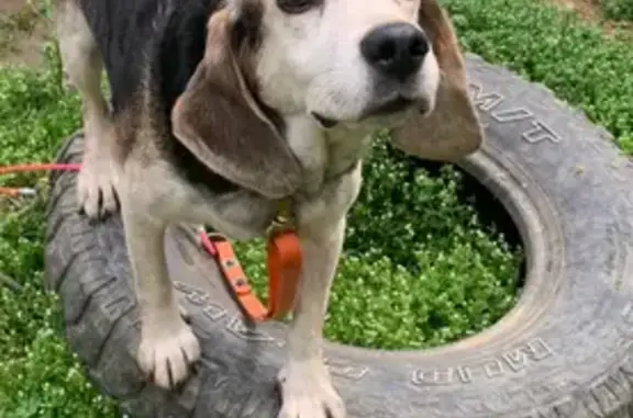 Lost Bluetick Beagle in Gunlock, KY
