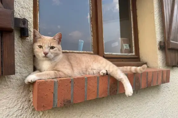 Animaux perdus , photo: Chat perdue D58, Saint-Étienne-la-Thillaye