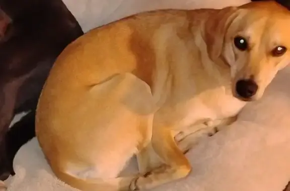 Lost Tan Dog on Circle Six Trail, Monticello