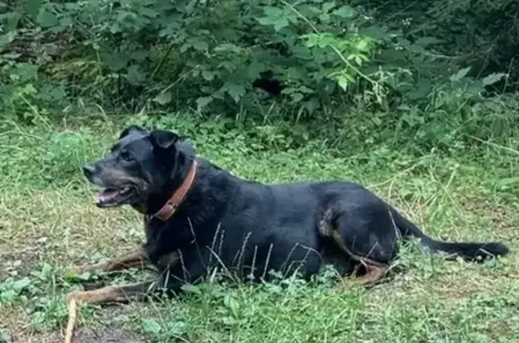 Chien perdu , photo : Roxy, chienne perdue près de l'étang Laurenti