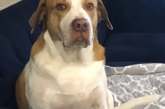Friendly Dog Lost on SW 320th St, Help!