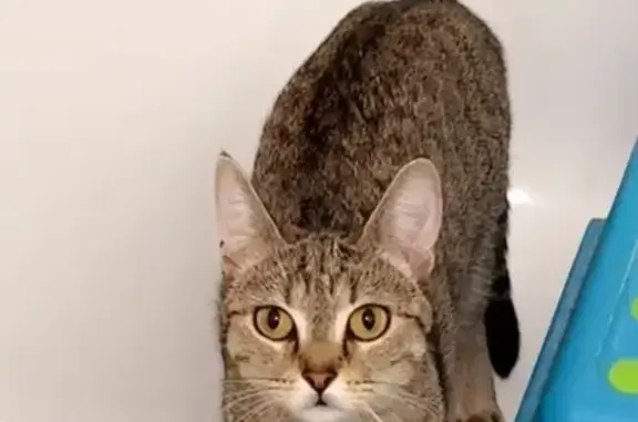 Chatte tigrée perdue, Lucé, rue Stockholm - photo