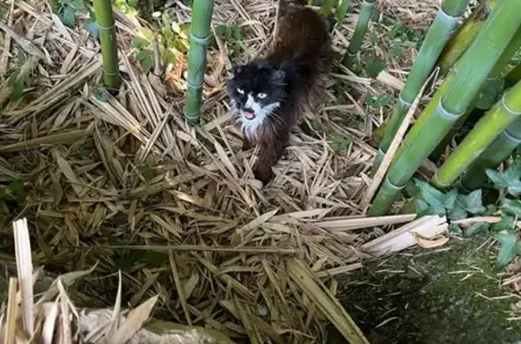 Chat trouvé Herbeys, photo: Chat perdu, mi-sauvage, Herbeys 77