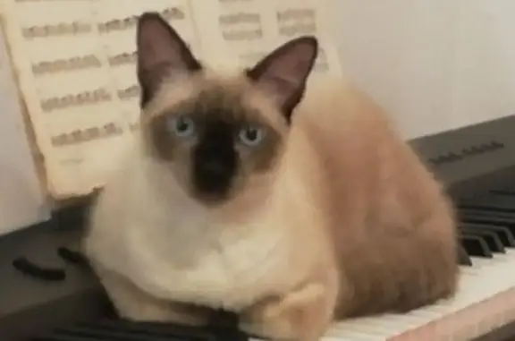 Chat perdu, , photo: Chat Siamois perdu, très gentil, Tordères