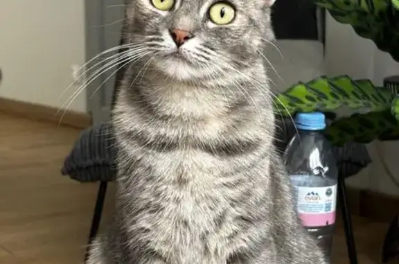 Animaux perdus Tourcoing, photo: Chatte tigrée grise perdue à Tourcoing