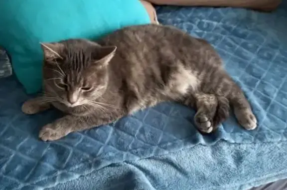 Animaux perdus La Bresse, photo: Chat gris tigre perdu à La Bresse