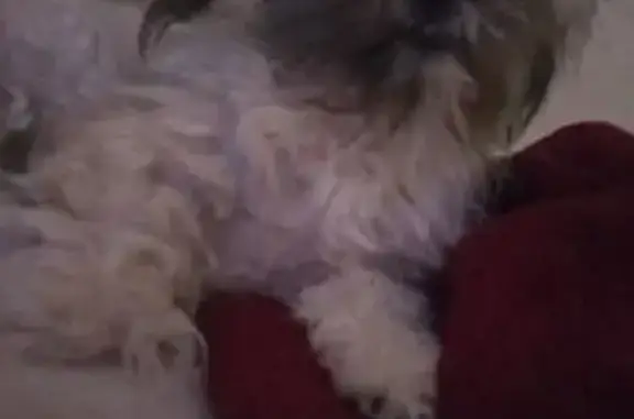 Lost pets , photo: Lost Dog: Small White Body, Black Face