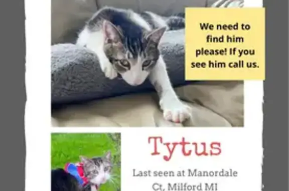 Lost Tuxedo Cat: Green Eyes, Milford Area