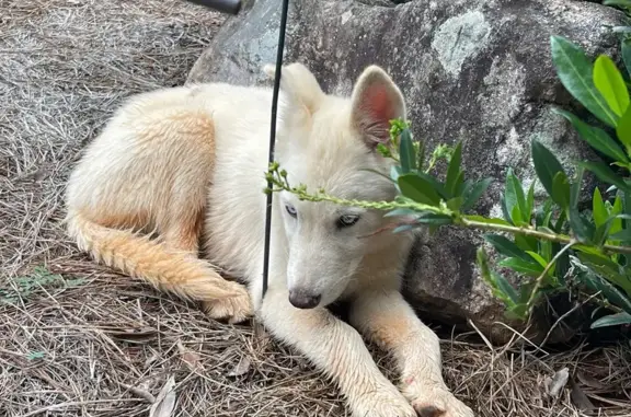 Found dog Stockbridge, photo: Found White Husky: Glenmore Lane, 198
