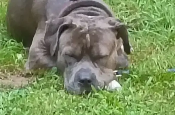 Lost Boxer-Pit Mix: Nervous, Not Aggressive