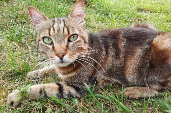 Chat trouvé Albi, photo: Chat castré câlin trouvé Rue de la Rachoune