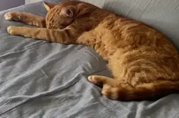 Chat perdu, Poisy, photo: Chat roux perdu à Poisy, Allée des Pommiers