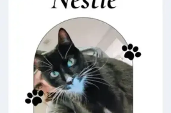 Lost Cat: Black & White, Green Eyes, Medford