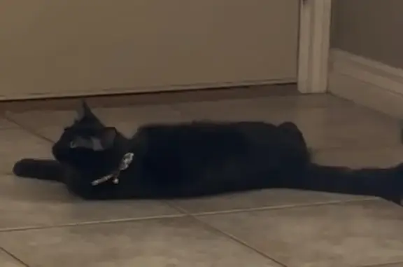 Lost Black Cat: Fluffy Tail, Snack Collar