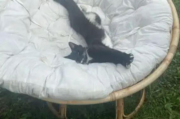 Animaux perdus Achicourt, photo: Chat noir perdu, patte blanche, Achicourt