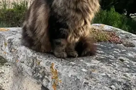 Chat perdu, , photo: Chatte Maine Coon perdue à Saint-Maur