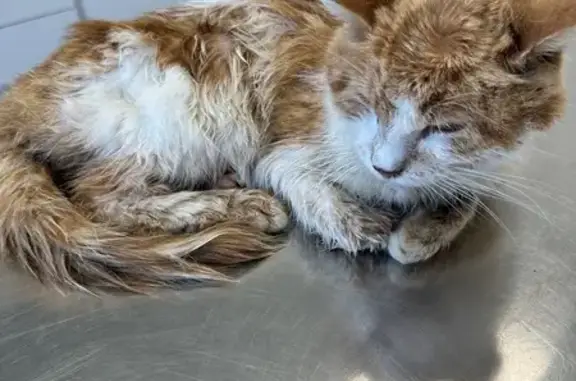Animaux trouvés , photo: Chat mâle blanc/roux trouvé à Vittersbourg
