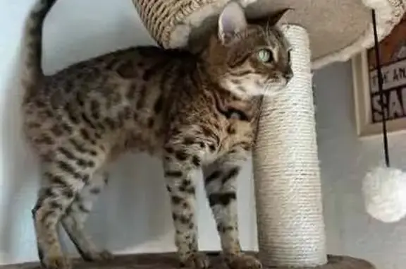 Lost and found pets Floridatown, photo: Lost Bengal Cat: Leopard Spots & Green Eyes