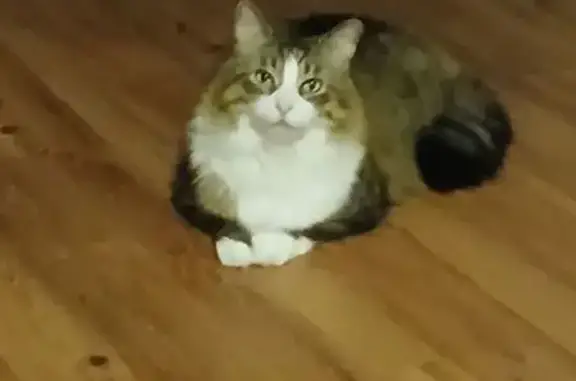 Lost Fluffy Maine Coon in Welcome, MD