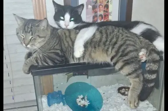 Missing cat Sartell, photo: Help Find Skittles: Lost Tabby in Sartell