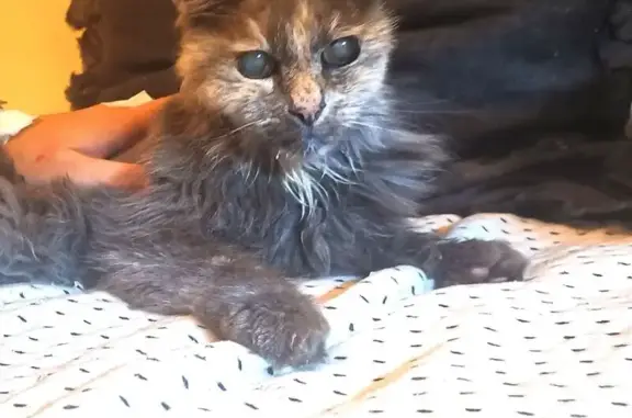 Chat trouvé Charavines, photo: Chatte écaille âgée trouvée à Charavines