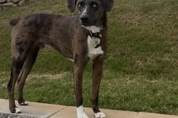 Lost Dog: Unique Eyes & Leopard Print