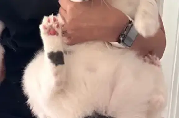 Lost: Friendly 13yo White & Gray Cat
