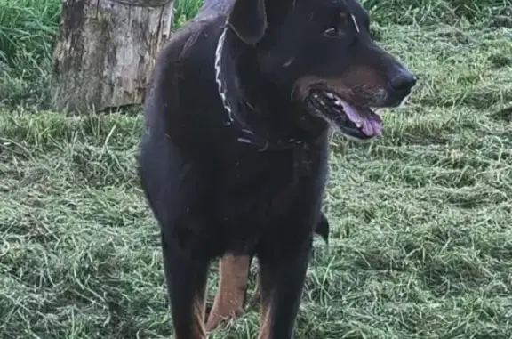 Animaux perdus , photo: Beauceron noir et feu perdu à Saint-Loup