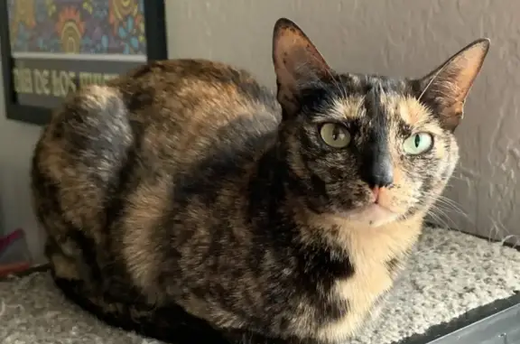 Lost pets Elizabeth, photo: Lost Tortoiseshell Cat in Elizabeth Area