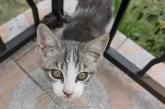 Chat trouvé Rue du Vercors, Athis-Mons - photo