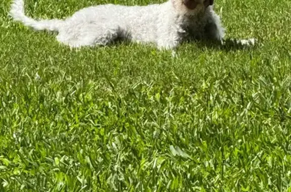 Lost Poodle: Help Find Tilly in Ellenwood!